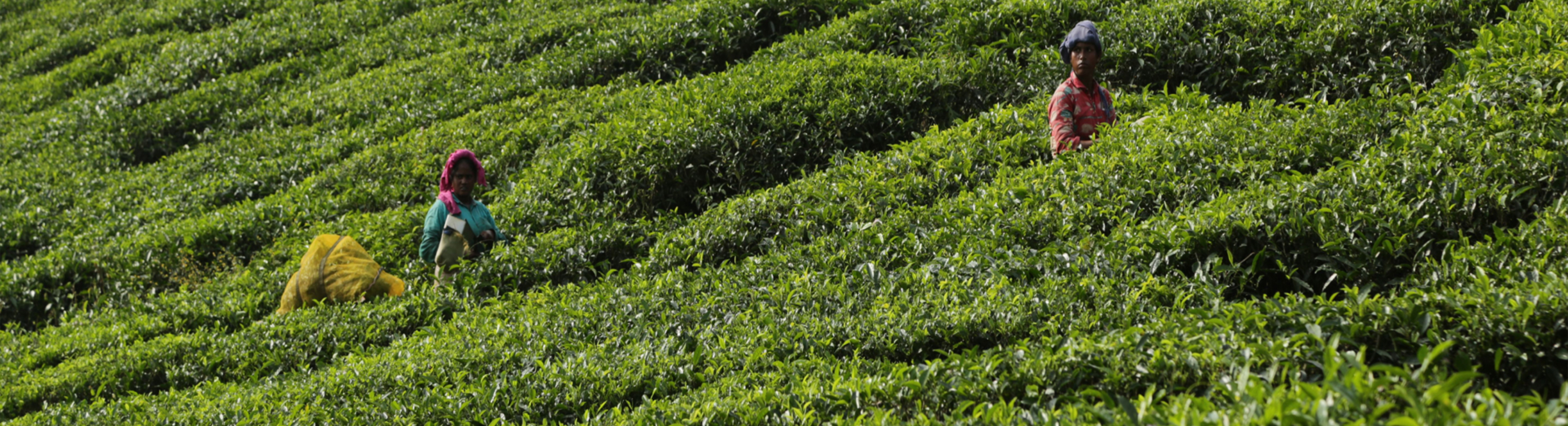 Wayanad landscape and lush green hills near Terrace Resorts