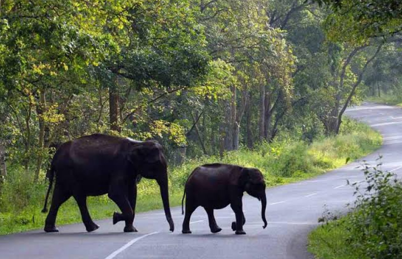 Wild elephant in the forests of Wayanad Kerala