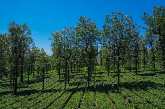Tea plantation in the scenic hills of Wayanad Kerala